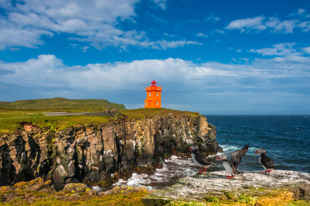 North Atlantic puffins sitting in front of orange lighthouse in Iceland